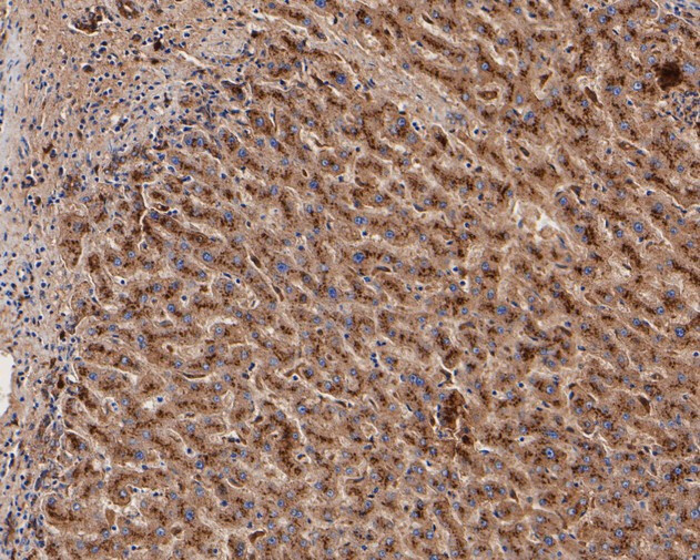 GAA Antibody in Immunohistochemistry (Paraffin) (IHC (P))