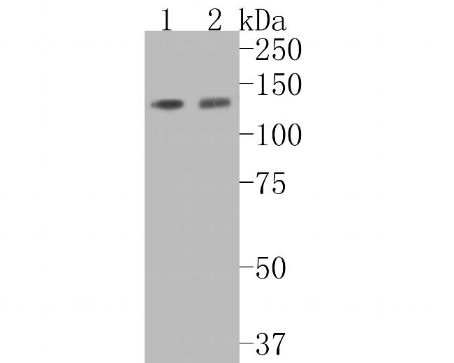 Tat-SF1 Antibody in Western Blot (WB)