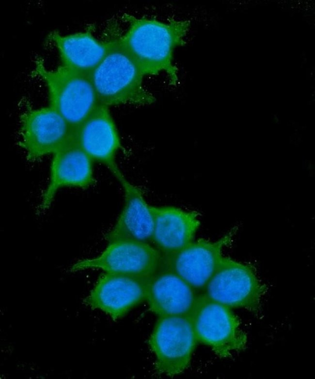 IRS1 Antibody in Immunocytochemistry (ICC/IF)