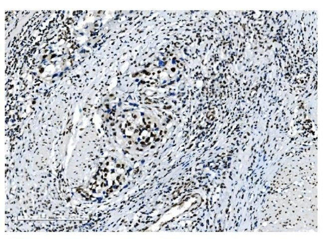 NRF1 Antibody in Immunohistochemistry (Paraffin) (IHC (P))