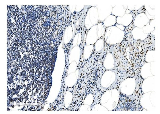 NRF1 Antibody in Immunohistochemistry (Paraffin) (IHC (P))