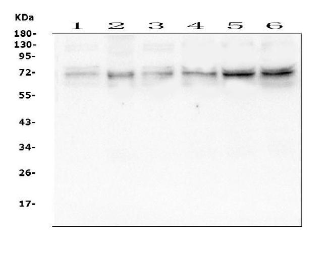 NRF1 Antibody in Western Blot (WB)