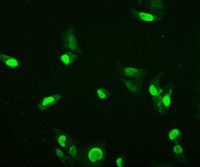 HMG4 Antibody in Immunocytochemistry (ICC/IF)