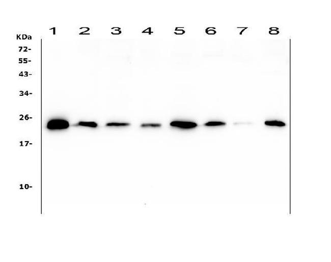 Ran Antibody in Western Blot (WB)