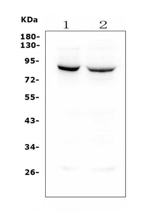 MFN1 Antibody in Western Blot (WB)