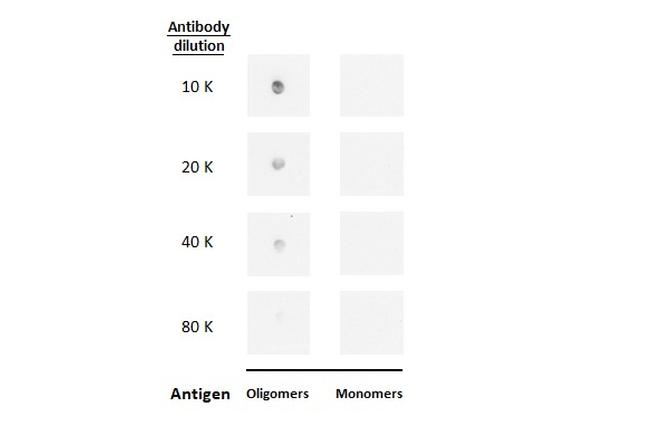 beta Amyloid (1-42) Antibody in Dot Blot (DB)