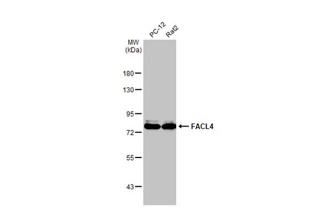 ACSL4/FACL4 Recombinant Monoclonal Antibody (HL229) (MA5-36264)