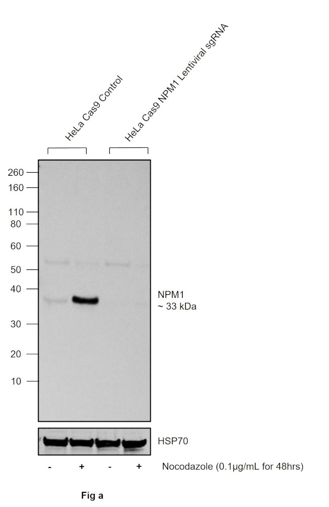 Phospho-NPM1 (Ser4) Antibody