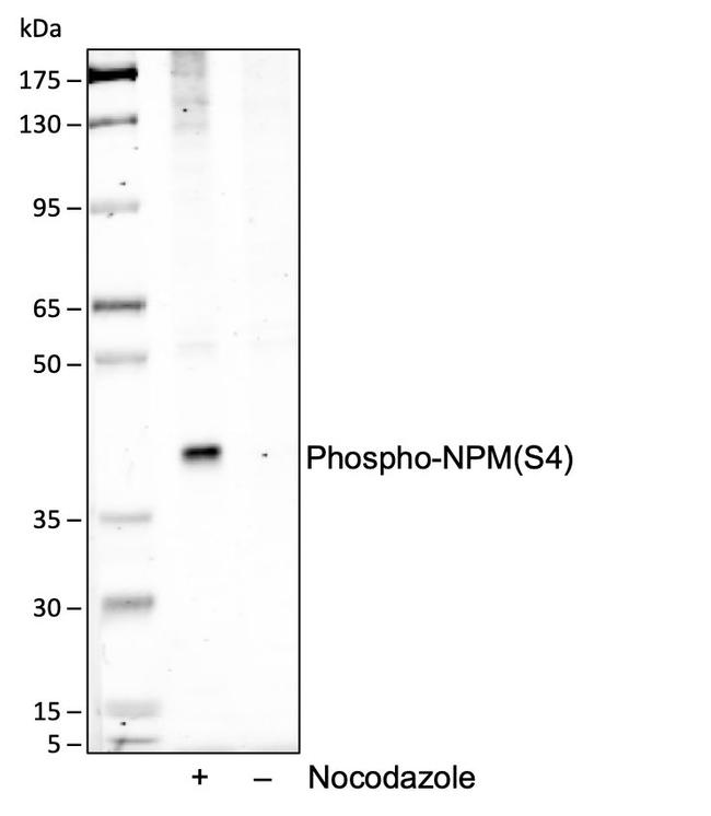 Phospho-NPM1 (Ser4) Antibody in Western Blot (WB)