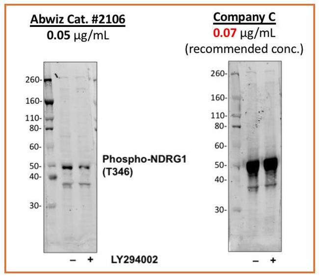 Phospho-NDRG1 (Thr346) Antibody in Western Blot (WB)