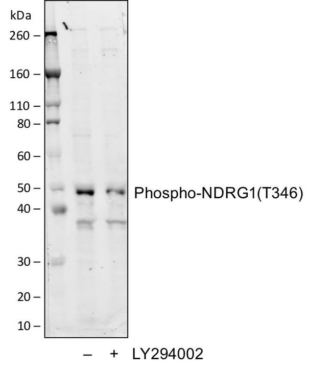 Phospho-NDRG1 (Thr346) Antibody in Western Blot (WB)