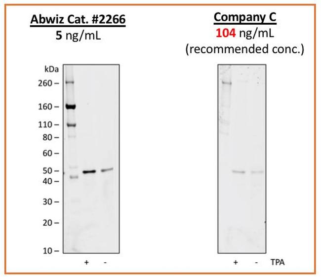 Phospho-MEK1 (Ser298) Antibody in Western Blot (WB)