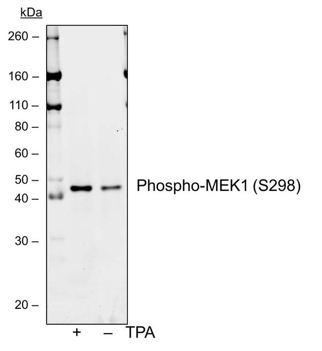 Phospho-MEK1 (Ser298) Antibody in Western Blot (WB)