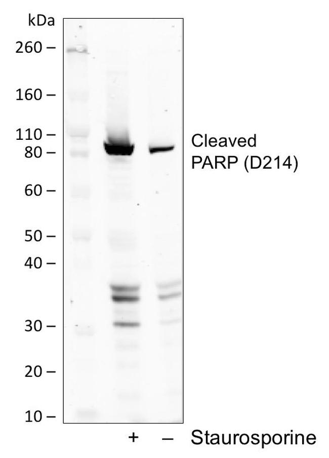 PARP1 (cleaved Asp214) Antibody in Western Blot (WB)