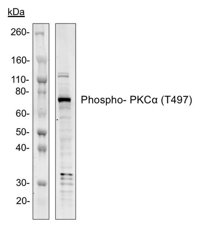 Phospho-PKC alpha (Thr497) Antibody in Western Blot (WB)