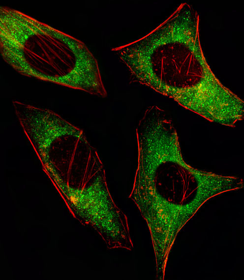 AMPK alpha-2 Antibody in Immunocytochemistry (ICC/IF)