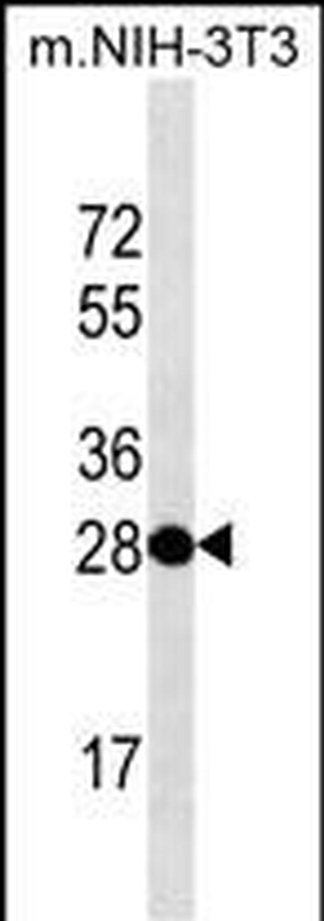 THAP11 Antibody in Western Blot (WB)