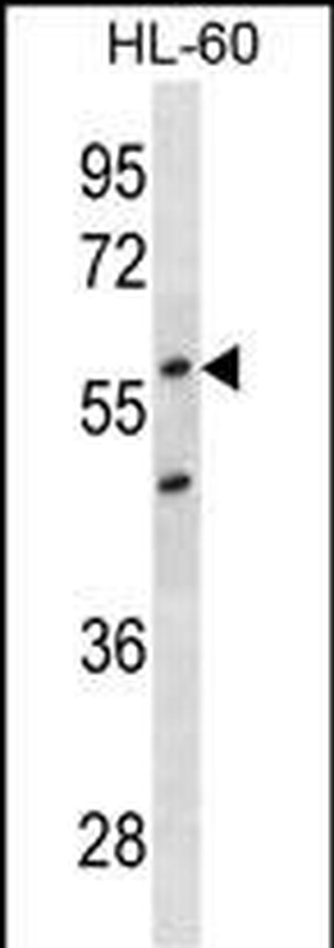 p57 Kip2 Monoclonal Antibody (522CT9.5.1)