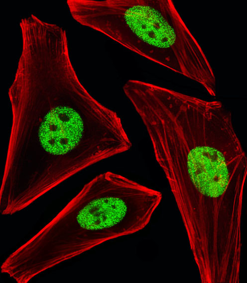 SP1 Antibody in Immunocytochemistry (ICC/IF)