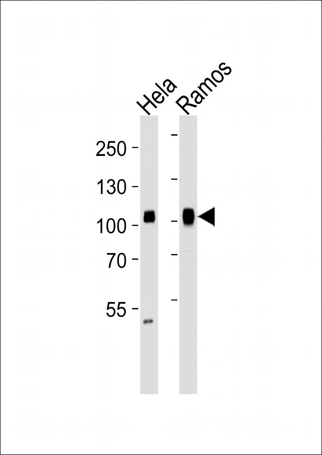 SP1 Antibody in Western Blot (WB)