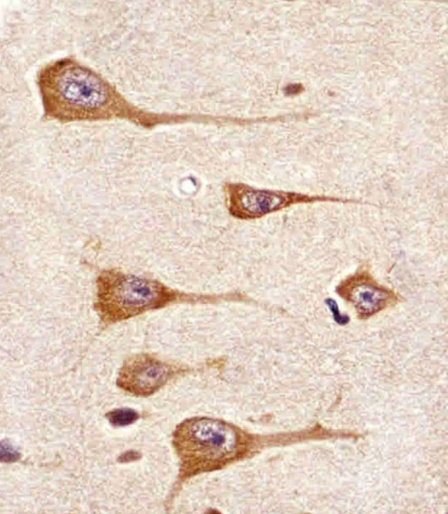 MCK10 Antibody in Immunohistochemistry (Paraffin) (IHC (P))