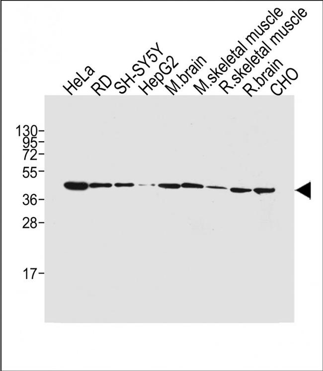 BHLHE41 Antibody in Western Blot (WB)