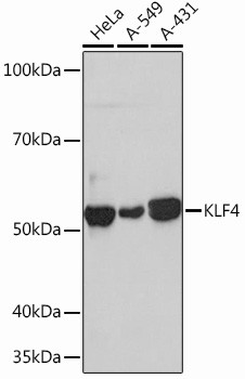 KLF4 Antibody in Western Blot (WB)