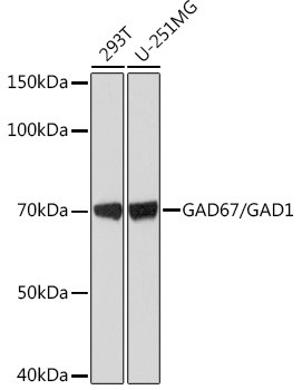 GAD67 Antibody in Western Blot (WB)