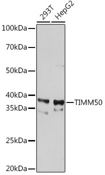 TIMM50 Antibody in Western Blot (WB)