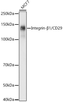 CD29 (Integrin beta 1) Antibody in Western Blot (WB)