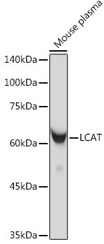 LCAT Antibody in Western Blot (WB)