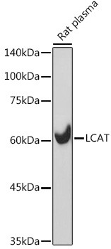 LCAT Antibody in Western Blot (WB)