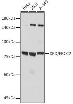 XPD Antibody in Western Blot (WB)
