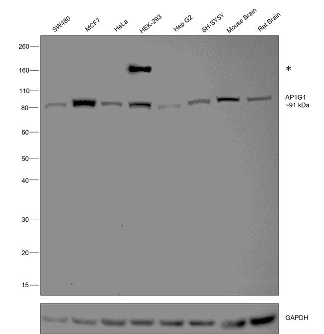 gamma Adaptin Recombinant Monoclonal Antibody (ARC2440) (MA5-37896)