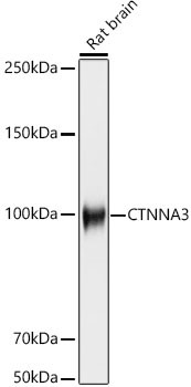 CTNNA3 Antibody in Western Blot (WB)