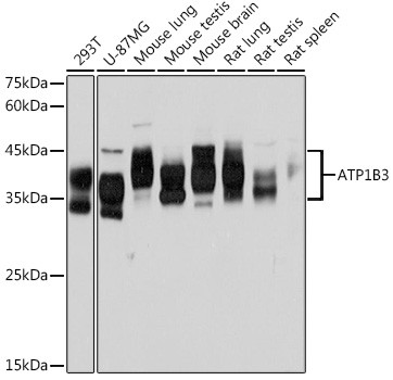 CD298 Antibody in Western Blot (WB)