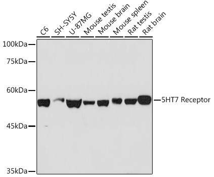 HTR7 Antibody in Western Blot (WB)