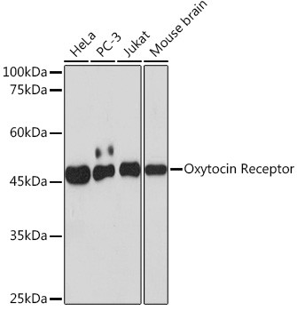 Oxytocin Receptor Antibody in Western Blot (WB)