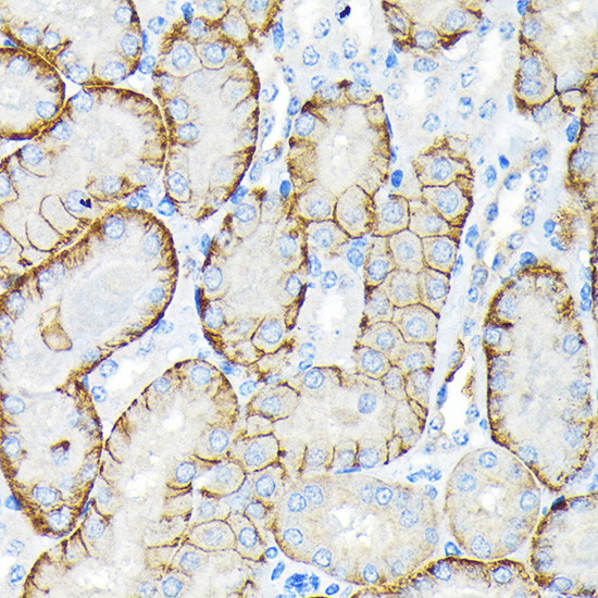 SLC22A3 Antibody in Immunohistochemistry (Paraffin) (IHC (P))