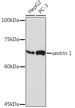 SESN1 Antibody in Western Blot (WB)
