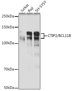 BCL11B Antibody in Western Blot (WB)