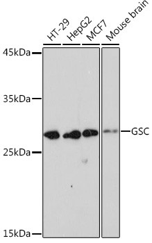 GSC Antibody in Western Blot (WB)