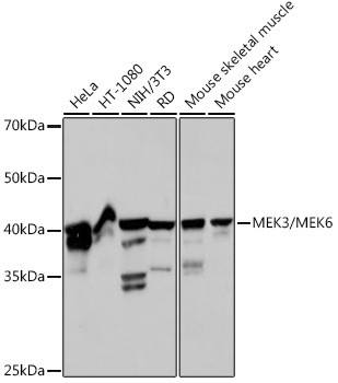 MEK3/MEK6 Antibody in Western Blot (WB)