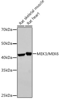 MEK3/MEK6 Antibody in Western Blot (WB)