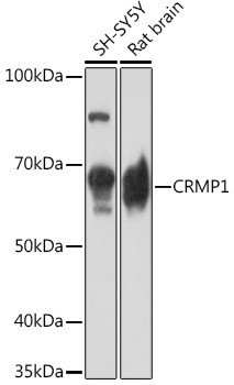 DRP1 Antibody in Western Blot (WB)
