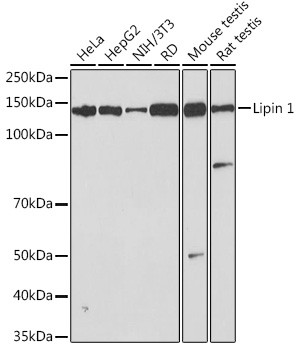 LPIN1 Antibody in Western Blot (WB)