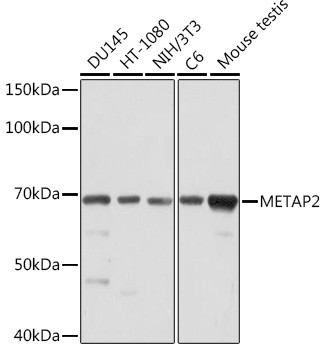 METAP2 Antibody in Western Blot (WB)