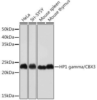 HP1 gamma Antibody in Western Blot (WB)