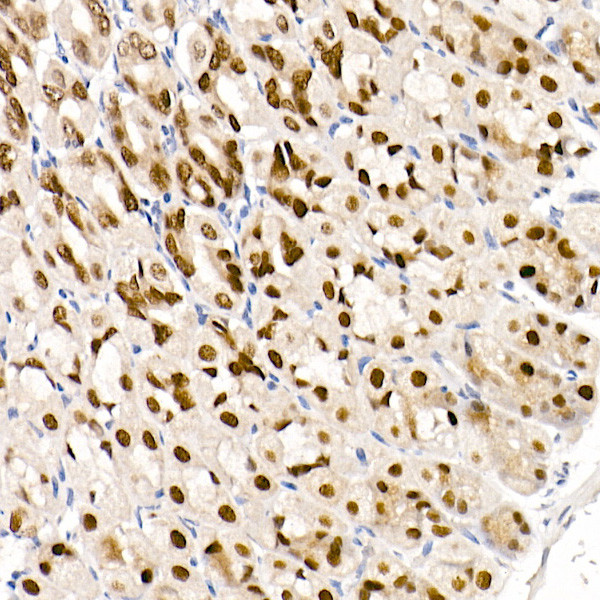 GATA4 Antibody in Immunohistochemistry (Paraffin) (IHC (P))