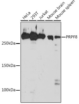 PRP8 Antibody in Western Blot (WB)